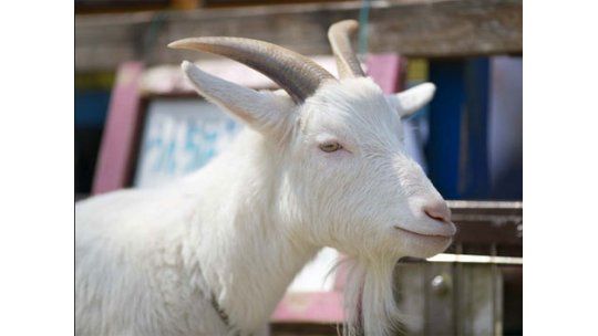 Clonan una cabra que da leche para combatir enfermedad rara