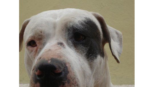 Un niño fue mordido por perros de caza en todo el cuerpo