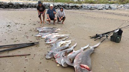 pescadores en kayak atraparon un cardumen de tiburones en la costa de la paloma