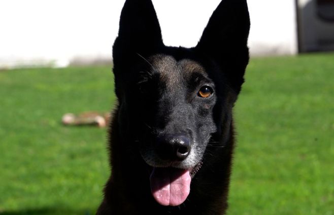 Este es Drago, el perro policía que detectó más de 100 kilos de pasta base ocultos en una camioneta