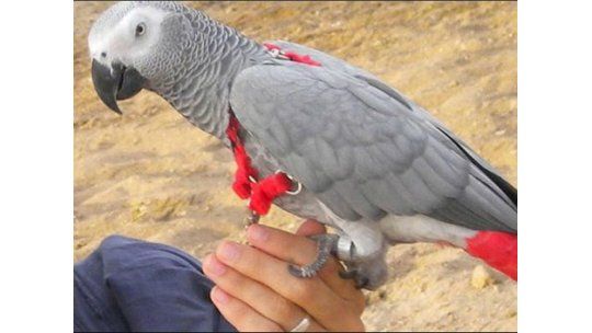 Recuperó a su loro cuatro años después y hablando en otro idioma
