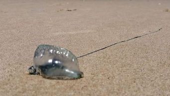 fragatas portuguesas: la diferencia con la medusa comun y como actuar ante el contacto