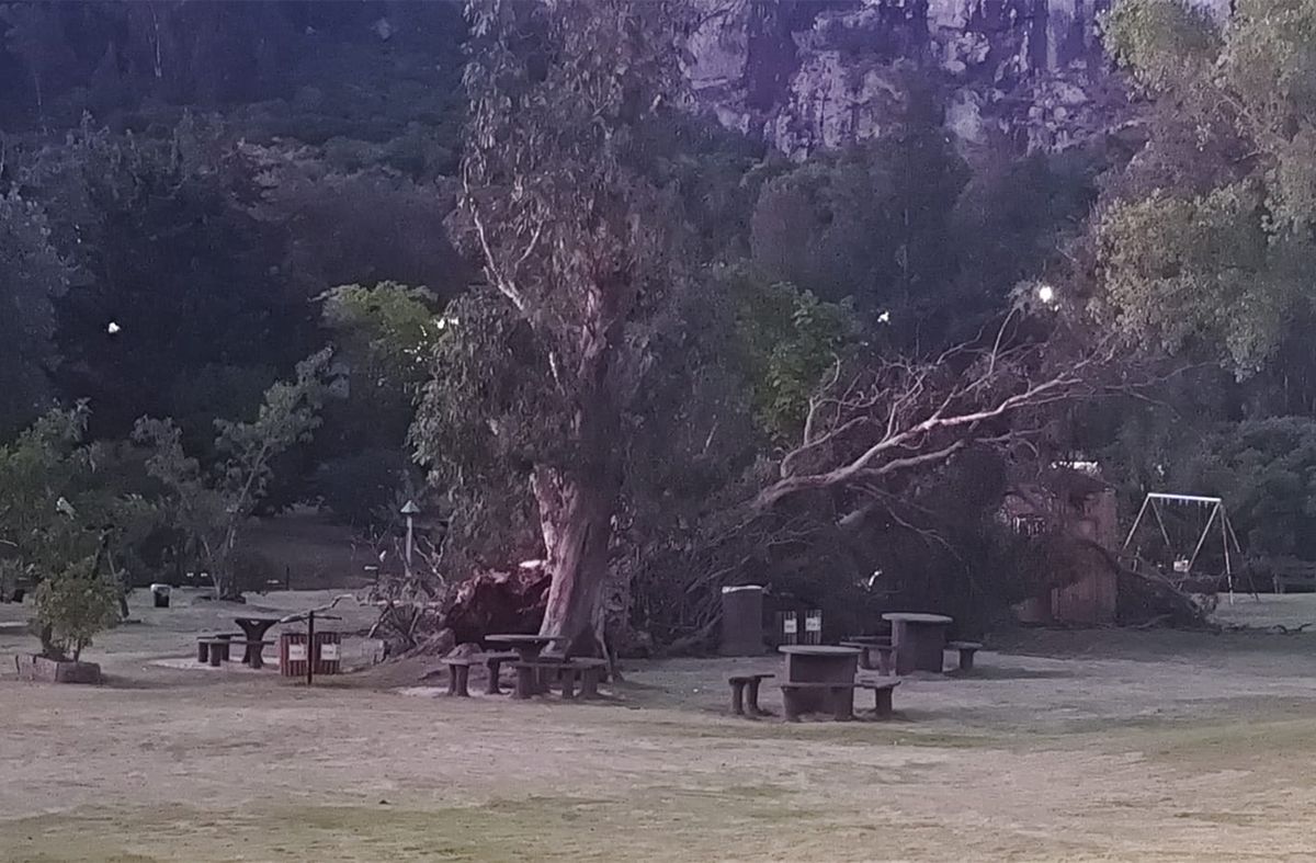 Una mujer de 38 años murió luego de que un árbol se le cayera encima en el parque del Cerro Pan de Azúcar