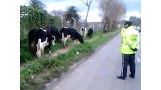 IM denuncia sabotaje con caballos y vacas al Corredor Garzón