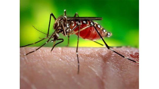 Oeste de Montevideo con más riesgo por el mosquito del Dengue