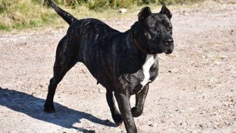 Foto: Ejército de Uruguay. Imagen ilustrativa. Archivo.