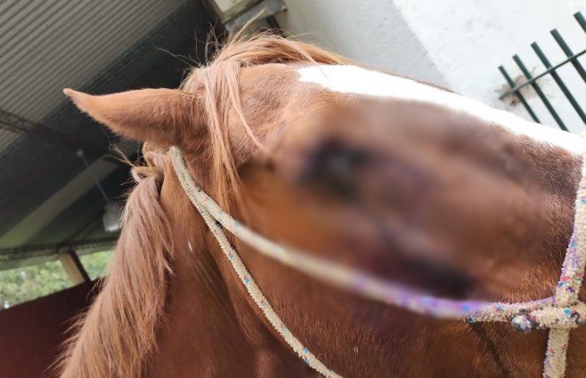Foto cedida a Subrayado. El caballo perdió el ojo derecho, donde recibió la pedrada el miércoles.