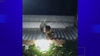 una familia filmo a un mono que aparecio en su techo y estaba comiendo uvas del parral, en progreso