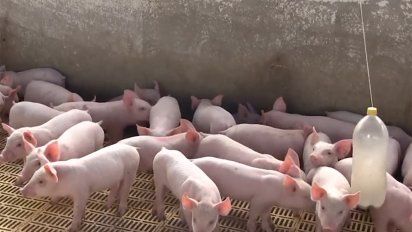 hepatitis e: especialistas recomiendan evitar consumo de higado de cerdo crudo