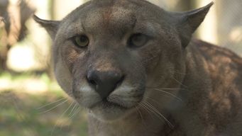 director del inba dijo que buscan a un puma suelto en canelones, cerca de zonamerica y el barrio la tahona