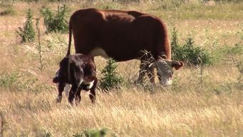 productor rural de flores denuncio el robo de 14 vacas y sus 14 terneros por unos 20.000 dolares