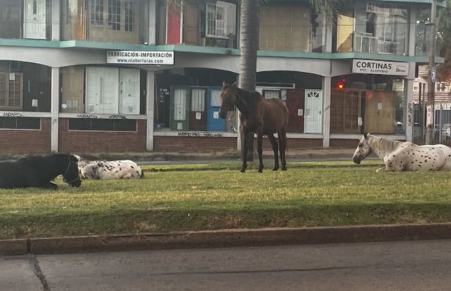 caballos-sueltos-via-publica.jpg