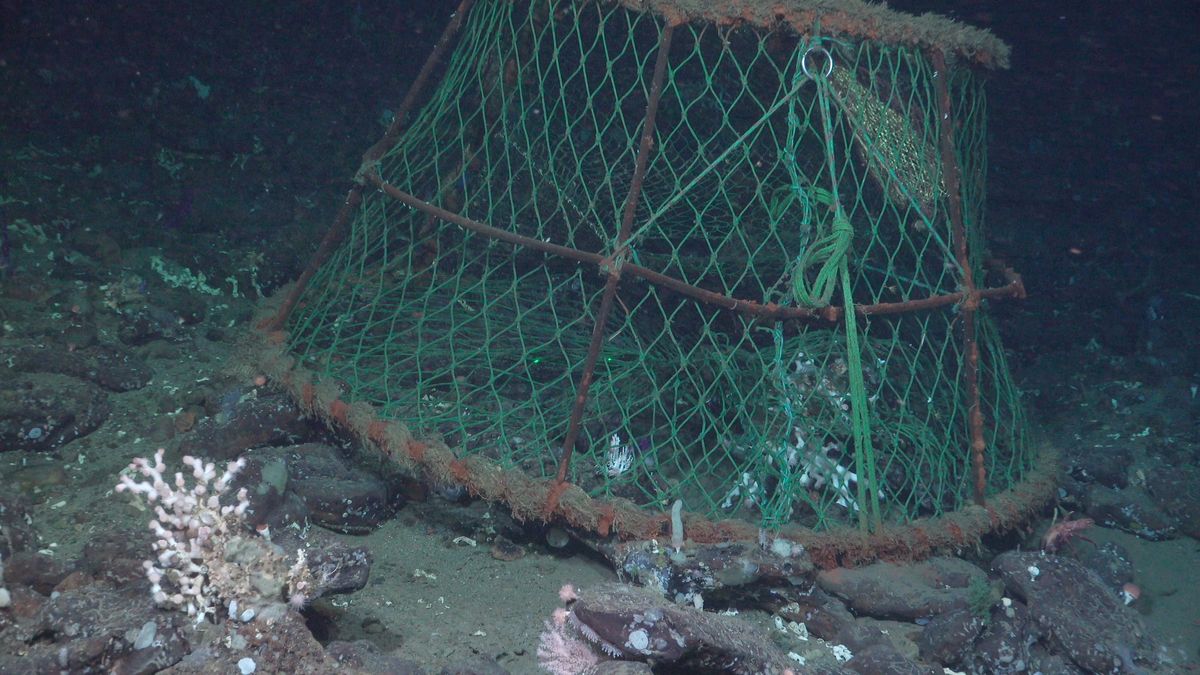RandomCrab. Fuente: Schmidt Ocean Institute
