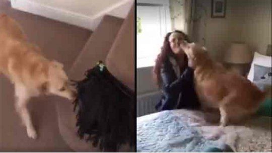 perro reaccion