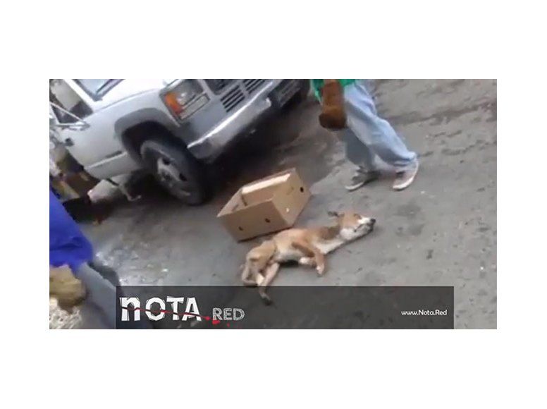 Crueldad en México: tiran a la basura a un perro herido