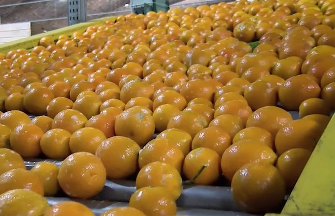 citricos-cosecha-inia-nova-2023.jpg