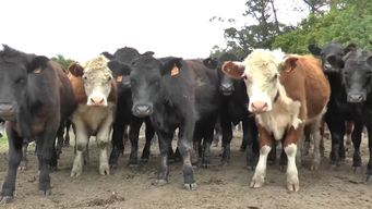 justicia de concursos decreto la intervencion de conexion ganadera y designo interventor