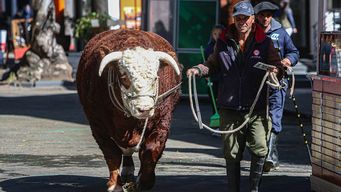 lacalle pou le regalo dos toros a xi jinping, uno hereford y otro angus