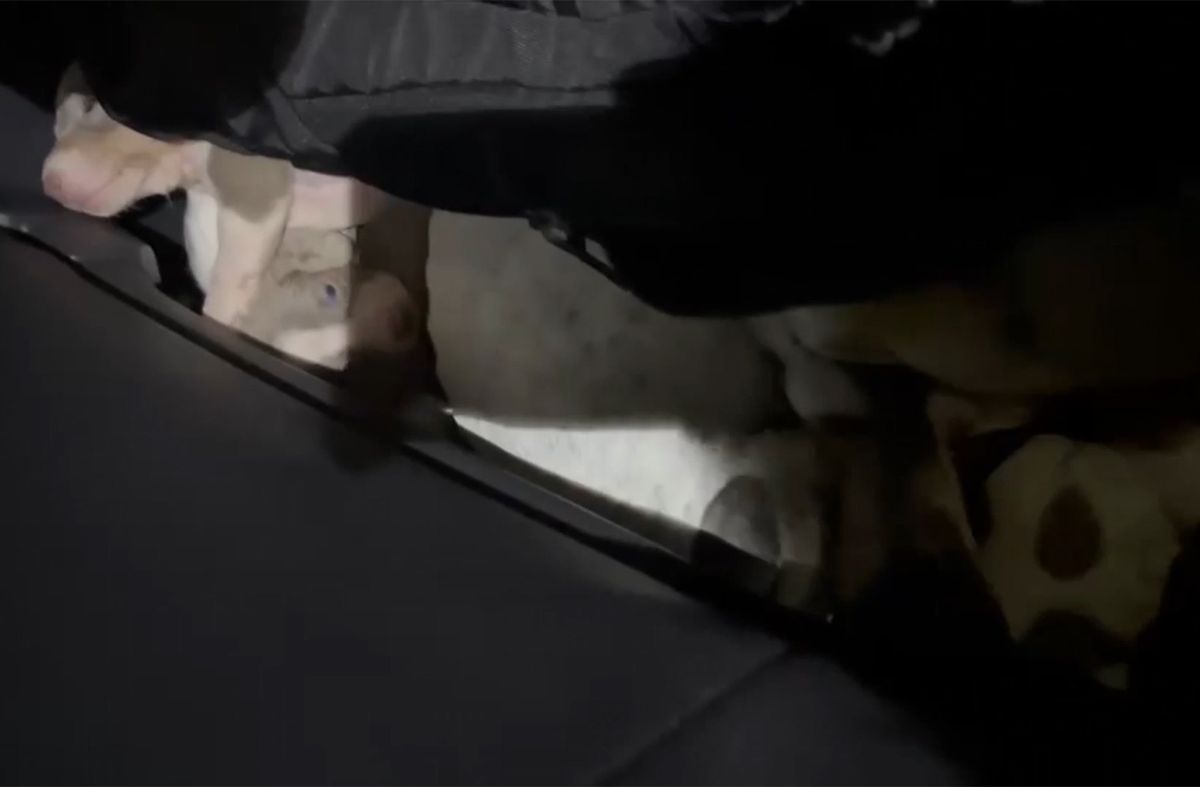 INBA explicó los pasos a seguir con los 13 perros salchicha incautados en el puente General Artigas