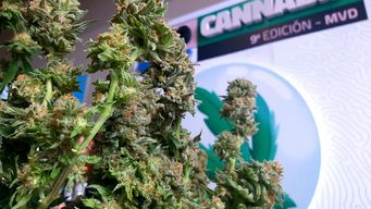 nueva variedad de cannabis con mas thc estara disponible en farmacias a partir del 20