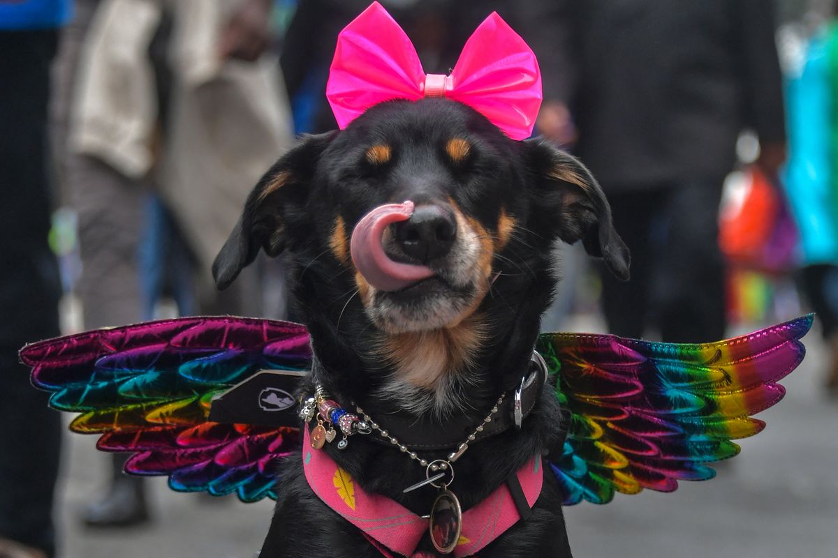 Un perro participa en el 26º Desfile del Orgullo Gay en Sao Paulo, Brasil, el 19 de junio de 2022. Foto: AFP.