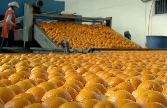 citricola-industria-naranjas-salto.jpg