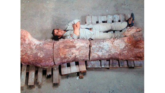 Hallan restos de dinosaurios gigantes en Argentina