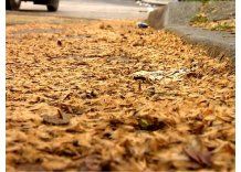 La pelusa de los plátanos, una molesta constante en Montevideo