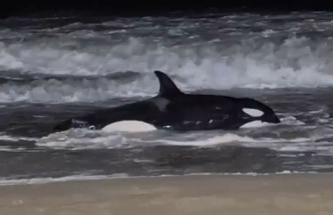 La orca varada en la playa. Foto: Prefectura, Armada Nacional.