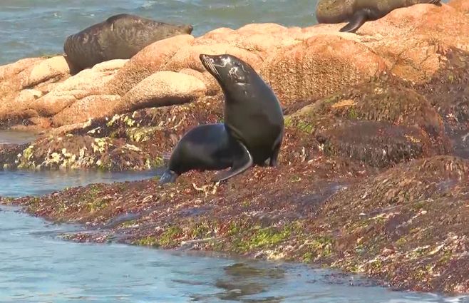 Lobos marino en Rocha. Ministro Fratti analiza reclamo de pescadores artesanales.