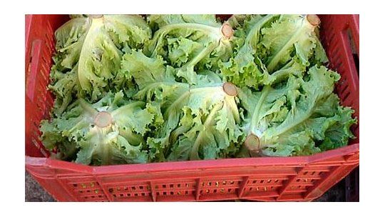 lechuga