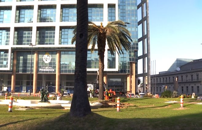 palmera-con-picudo-rojo