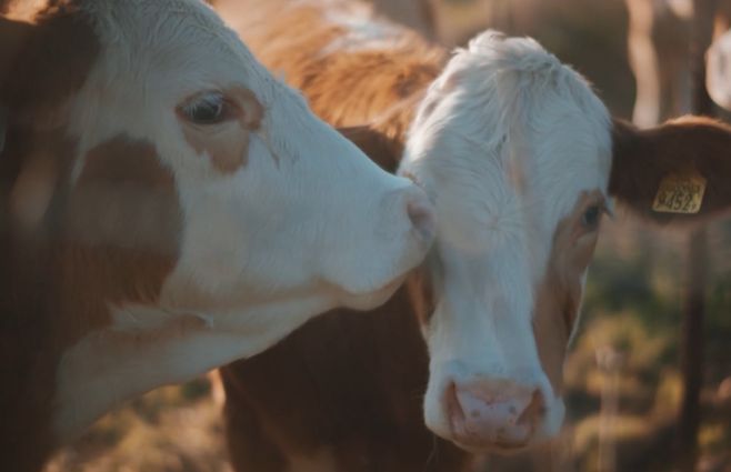 conexión-ganadera-justicia-