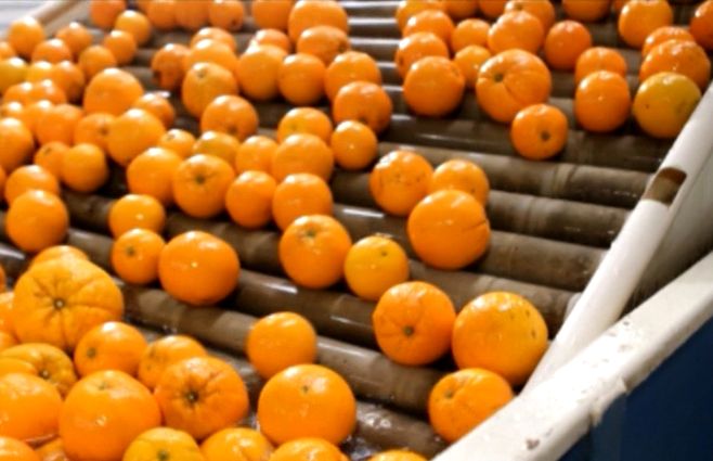 Naranja-procesamiento.jpg