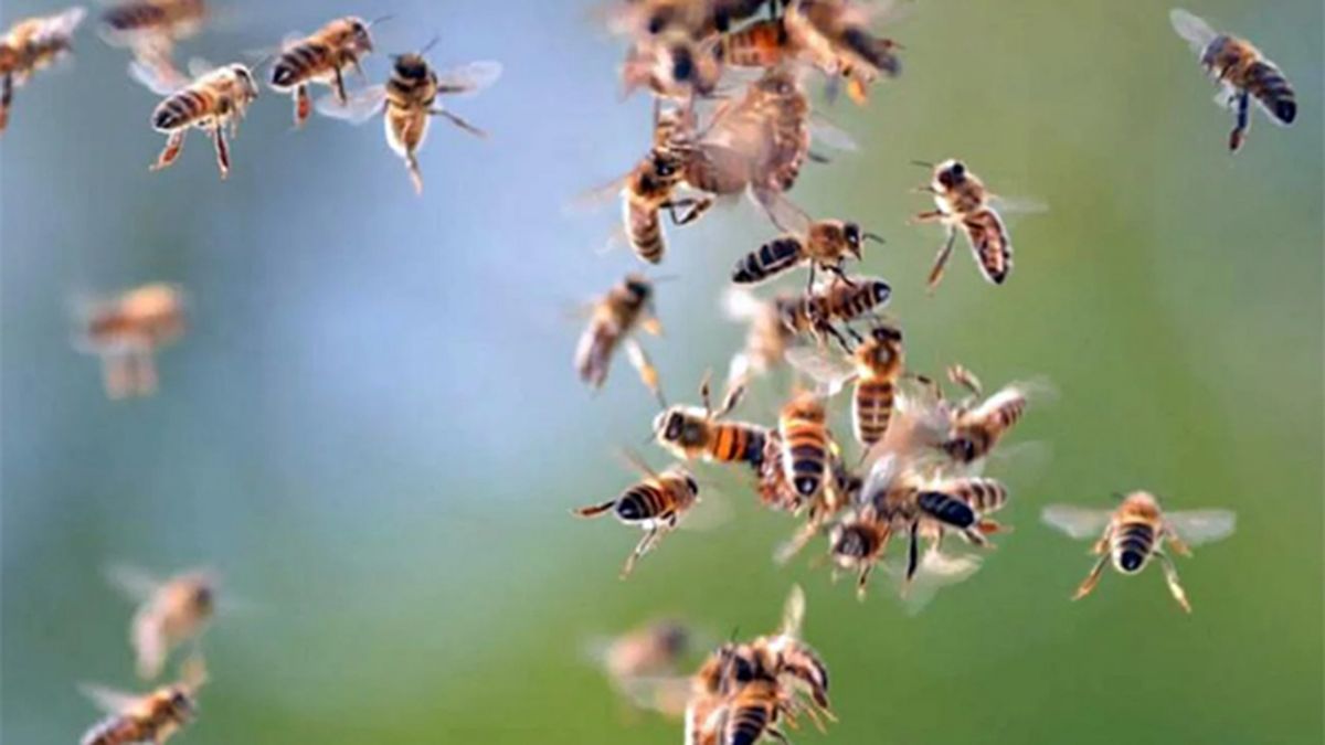 Un Hombre De 68 Años Murió Tras Ser Picado Por Abejas