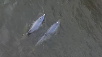 tres delfines fueron avistados y registrados en el oceano atlantico en punta del este