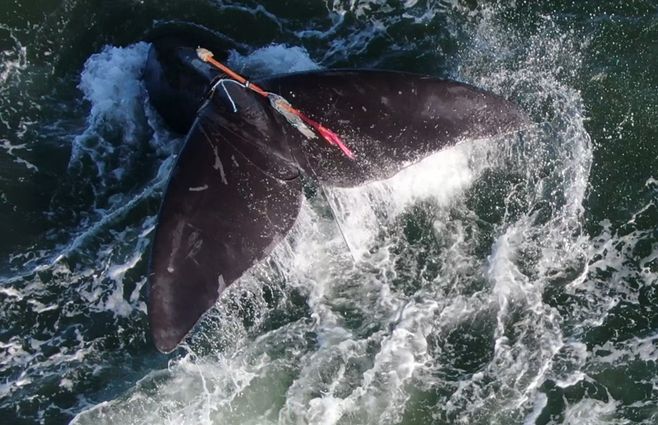 Ballena-enredada-punta-del-este-fotos-tres-ballenas-uy.jpg