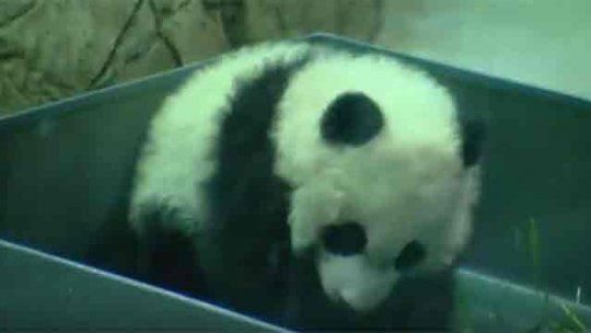 oso panda bei bei