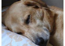 Perra halla a bebé que ladrones escondieron en tanque de agua