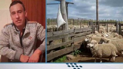 esquilador uruguayo batio record en espana tras esquilar 510 ovejas en un dia