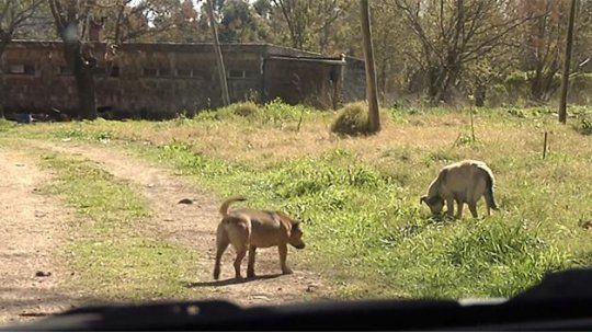 perros