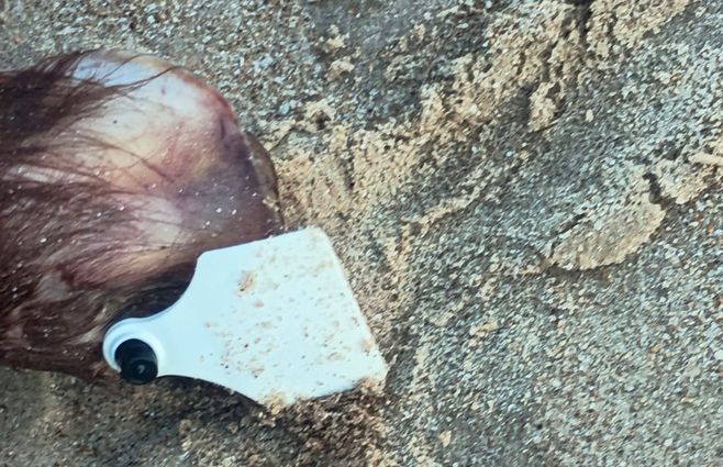 caravana-vacuno-playa