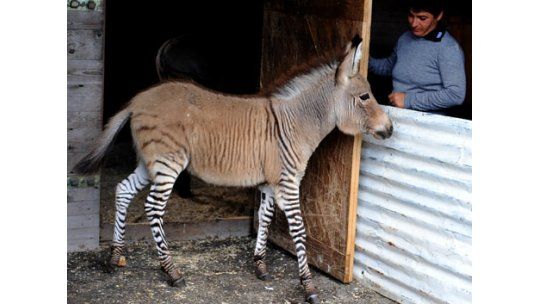 Patas de cebra y cara de asno: nació un cebrasno en Italia