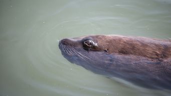 decenas de lobos marinos murieron por gripe aviar, dijo mattos y aseguro que se puede consumir pescado