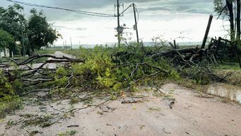 ciclon extratropical: vientos de 98 km/h en punta del este, 900 arboles caidos y 24 mil usuarios sin luz
