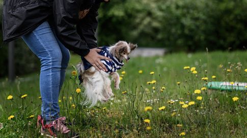 Lazare, el considerado perro más viejo del mundo. Foto: AFP Lazare, el considerado perro más viejo del mundo. Foto: AFP