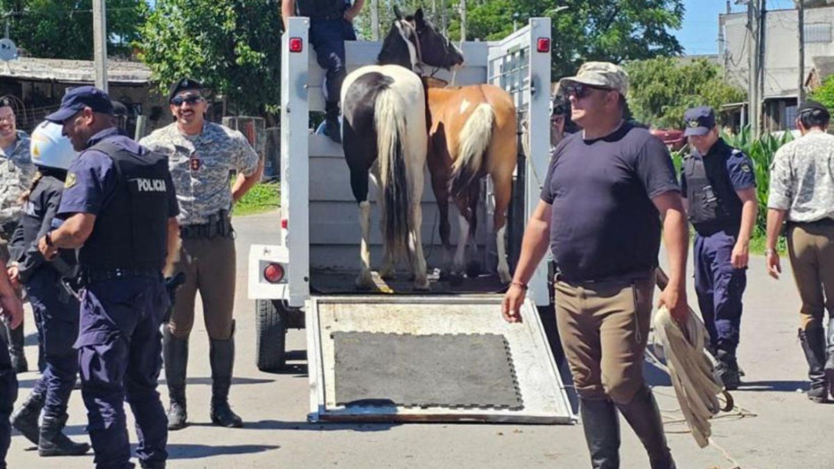 INBA alerta por casos de faena clandestina de caballos y llama a no comprar carne en mercado ilegal