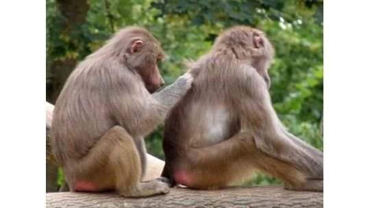 Expulsan decenas de monos de un zoológico por vandalismo