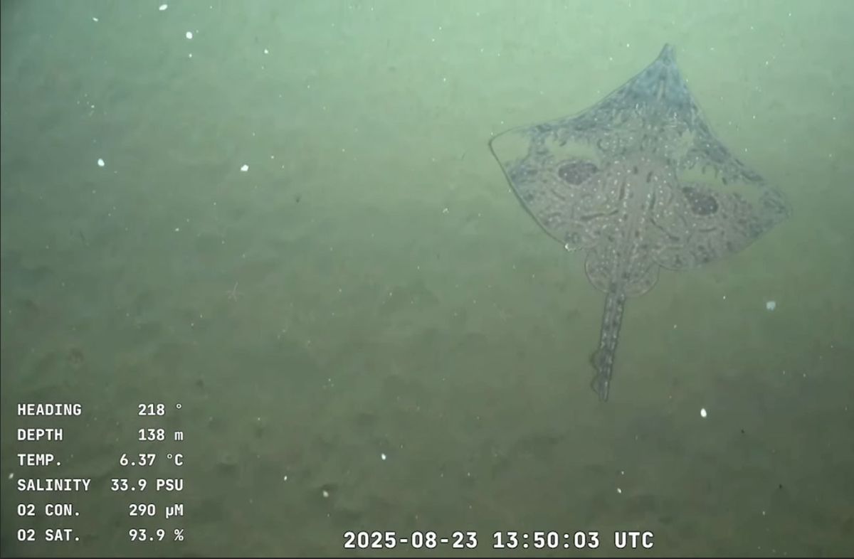 Cangrejo ermitaño, tiburón lija, rayas y ofiuros; las primeras especies vistas en la expedición científica al fondo del mar uruguayo