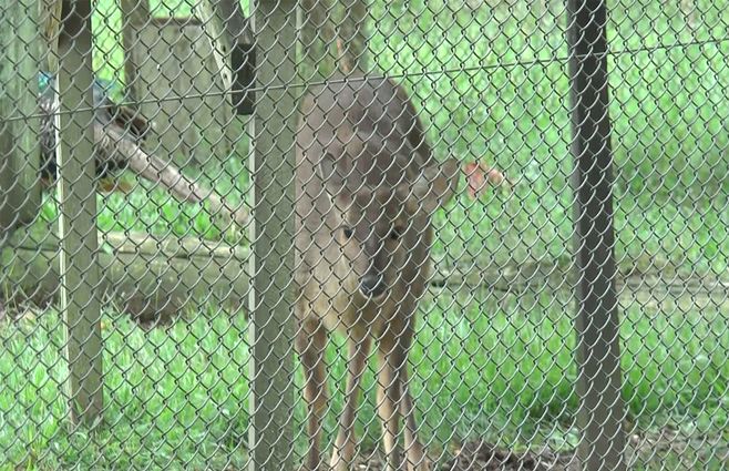 animal-bioparque-melo-denuncia-inba.jpg